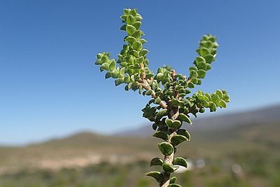 Agathosma recurvifolia, photographed by Di Turner