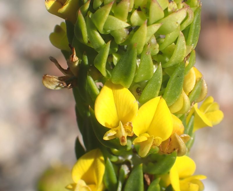 Aspalathus mundiana, photographed by Di Turner