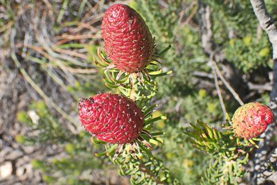 Leucadendron teretifolium, photographed by Di Turner