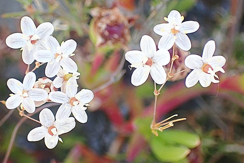 Pharnaceum aurantium, photographed by Di Turner
