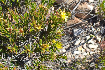 Cullumia bisulca, photographed by Di Turner