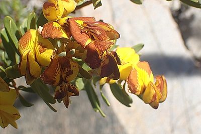 Cyclopia intermedia, photographed by Di Turner