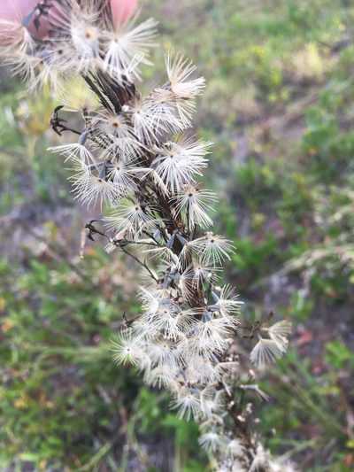 Liatris laevigata, photographed by Sterling Herron