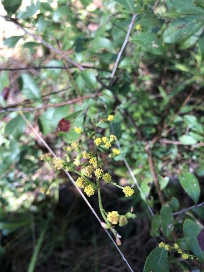 Solidago arguta, photographed by Will McFarland