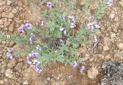 Jamesbrittenia fruticosa, photographed by Peter Warren