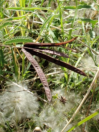 Desmanthus velutinus, photographed by Jo Roberts
