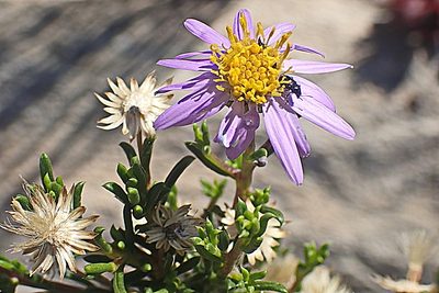 Felicia filifolia, photographed by Di Turner