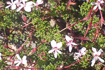 Pelargonium fruticosum, photographed by Di Turner