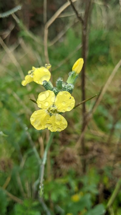 Coincya monensis, photographed by Erin Lalime