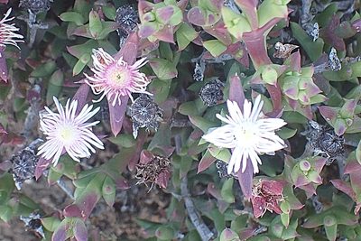 Smicrostigma viride, photographed by Di Turner