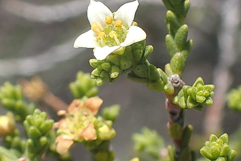 Diosma passerinoides, photographed by Di Turner