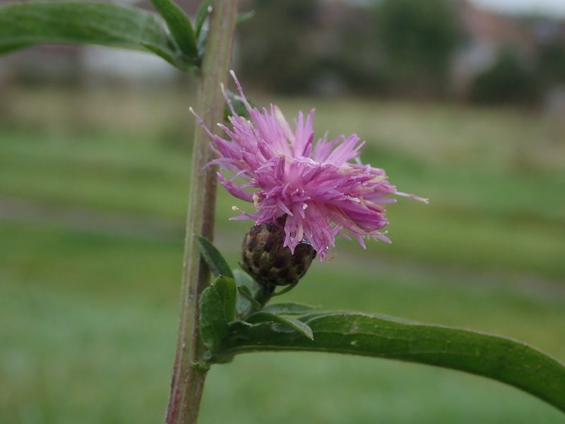 Centaurea debeauxii, photographed by Daniel Cahen