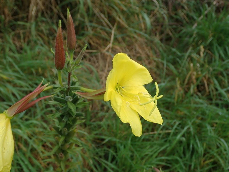 Oenothera glazioviana, photographed by Daniel Cahen