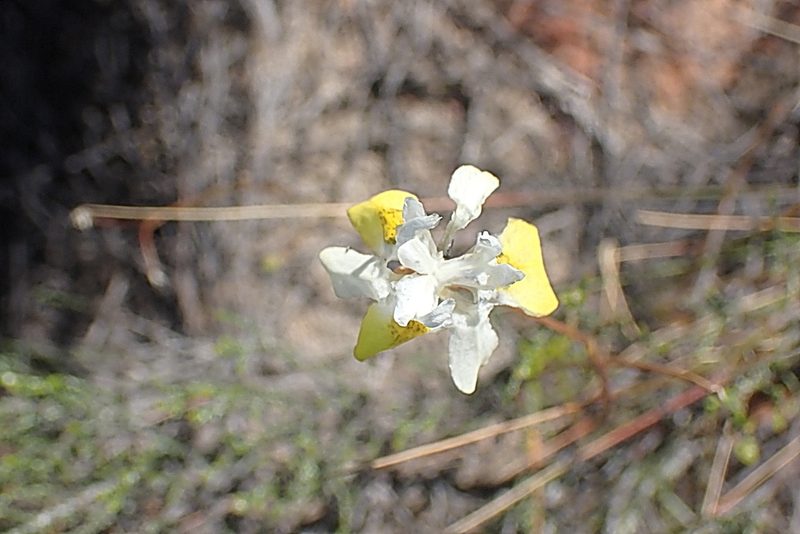 Moraea gawleri, photographed by Di Turner