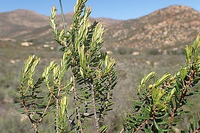 Agathosma ovata, photographed by Di Turner