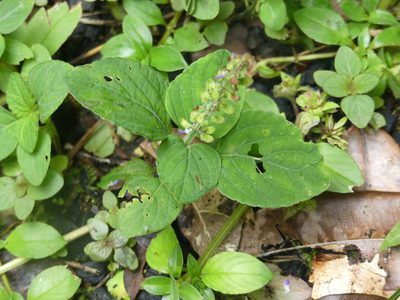 Coleus monostachyus, photographed by Guillaume Delaitre