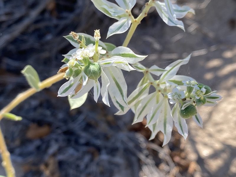Euphorbia marginata, photographed by Meghan Cassidy