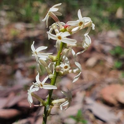 Stackhousia monogyna, photographed by Claudia Schipp