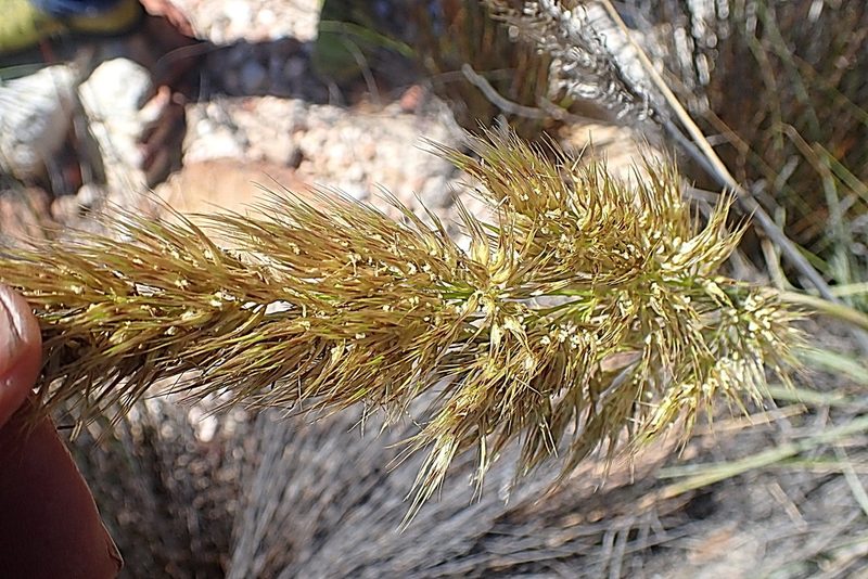 Capeochloa arundinacea, photographed by Di Turner