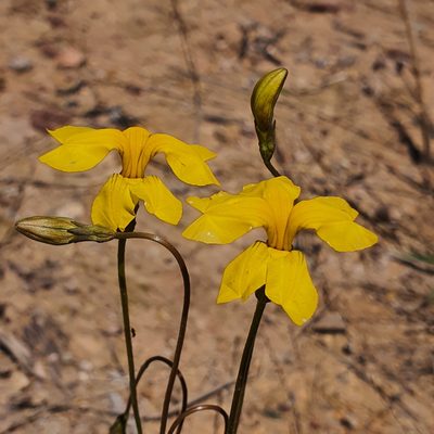 Goodenia pinnatifida, photographed by Claudia Schipp