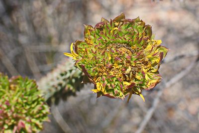 Oedera imbricata, photographed by Di Turner