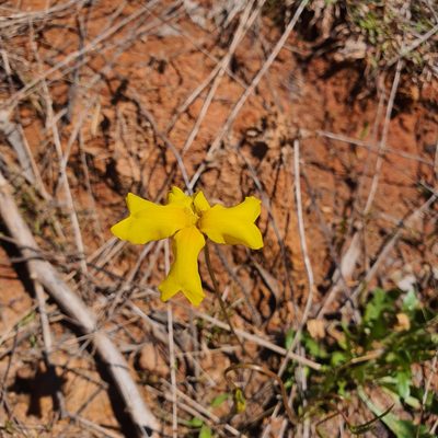 Goodenia pinnatifida, photographed by Claudia Schipp