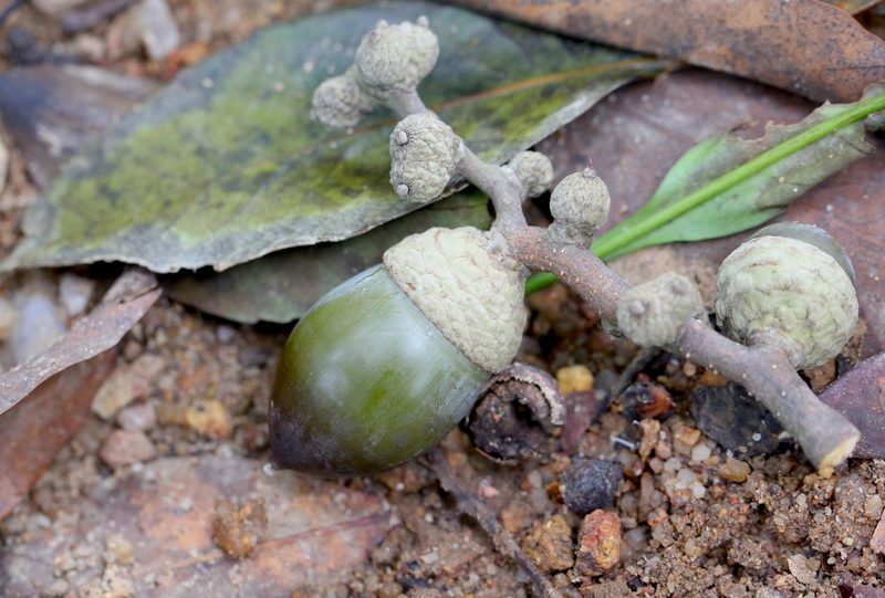 Lithocarpus harlandii, photographed by Agnes Trekker