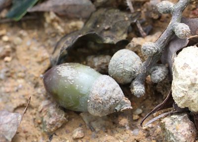 Lithocarpus harlandii, photographed by Agnes Trekker
