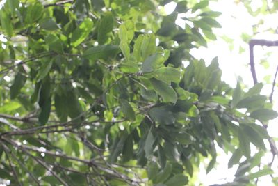 Lithocarpus harlandii, photographed by Agnes Trekker