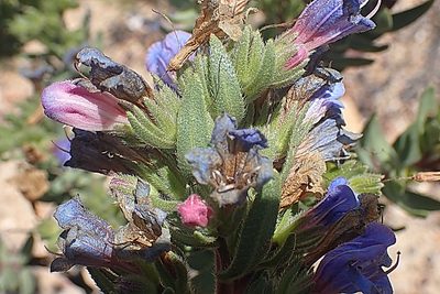Lobostemon marlothii, photographed by Di Turner