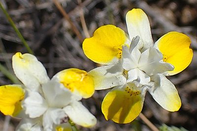 Moraea gawleri, photographed by Di Turner