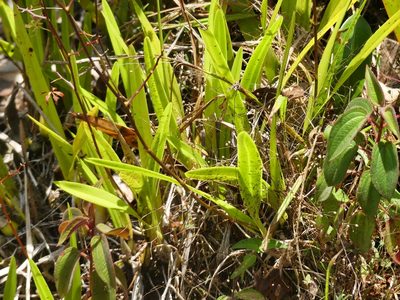 Encyclia granitica, photographed by Guillaume Delaitre