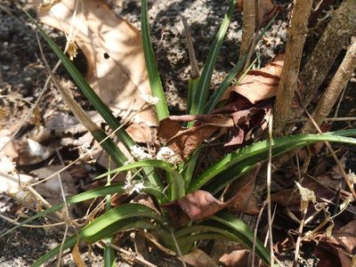 Pitcairnia cremersii, photographed by Guillaume Delaitre