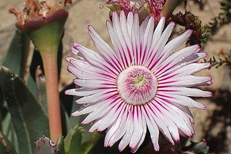 Acrodon bellidiflorus, photographed by Di Turner