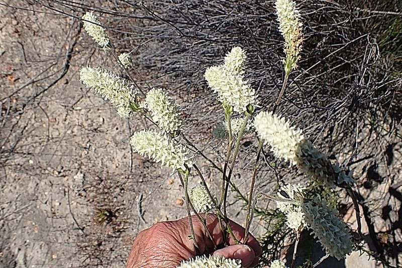 Phyllopodium elegans, photographed by Di Turner