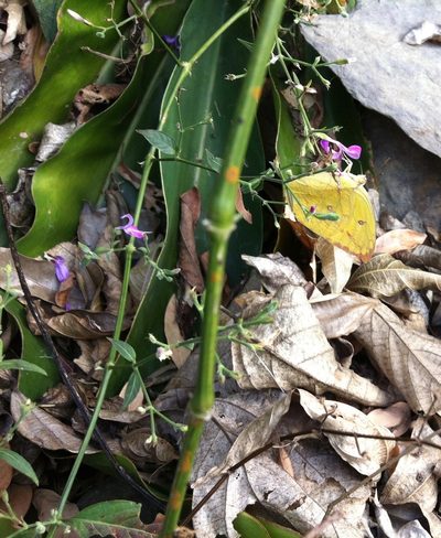 Hypoestes cumingiana, photographed by Yj