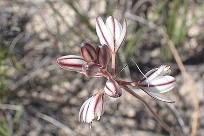 Tenicroa exuviata, photographed by Di Turner