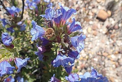 Lobostemon marlothii, photographed by Di Turner