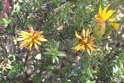 Pteronia elongata, photographed by Di Turner