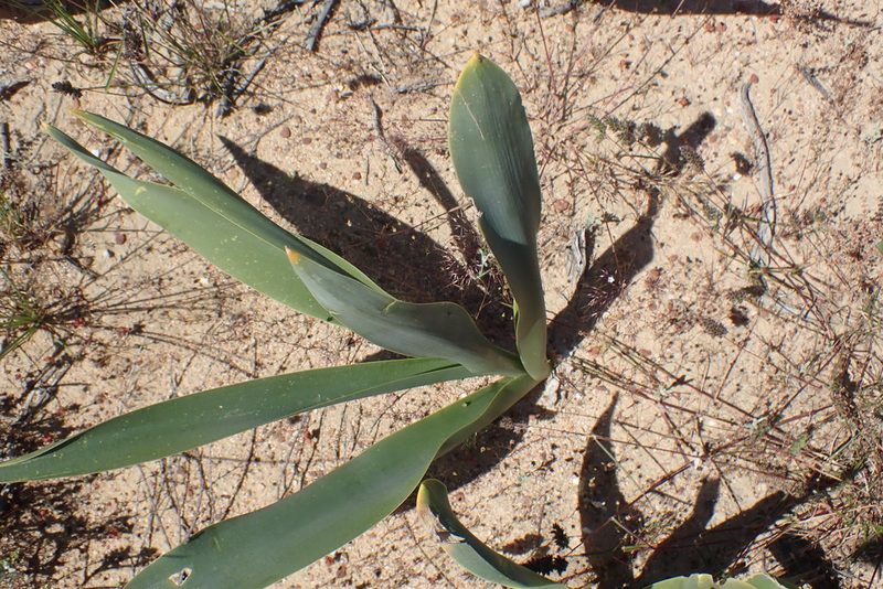 Urginavia capensis, photographed by Di Turner