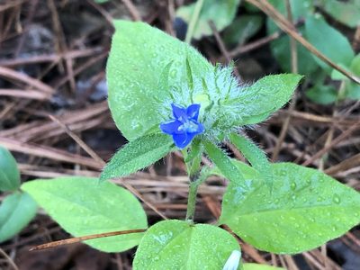 Jacquemontia tamnifolia, photographed by Andy Jordan