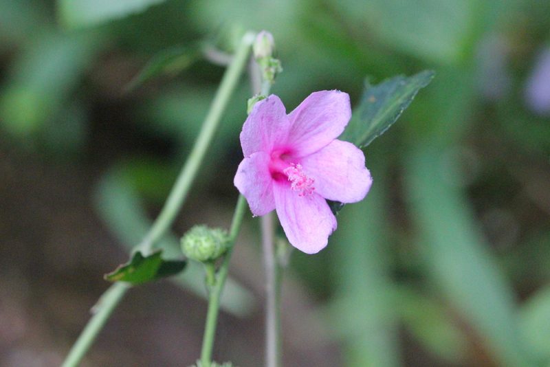 Urena procumbens, photographed by Agnes Trekker