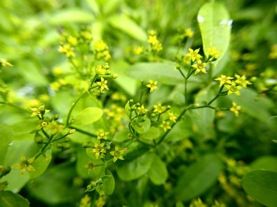 Rubia tinctorum, photographed by Anna Petrosyan