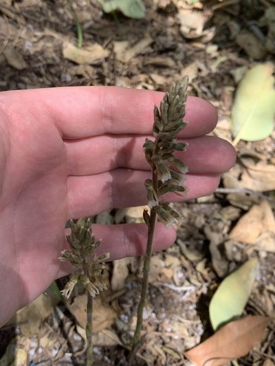 Cyclopogon elatus, photographed by Leonel Roget