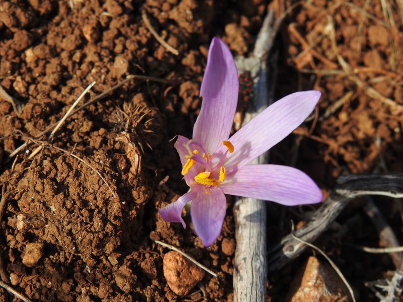 Colchicum lusitanum, photographed by Duarte Frade