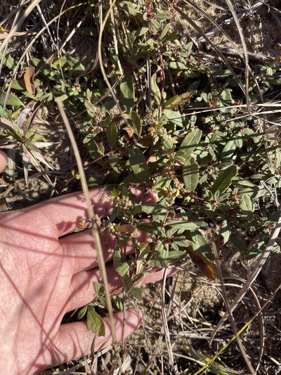 Crocanthemum bicknellii, photographed by Brandon Corder