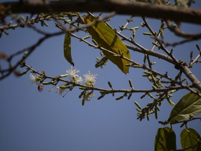Alangium salviifolium, photographed by Dinesh Valke