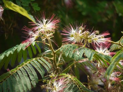 Albizia chinensis, photographed by Dinesh Valke