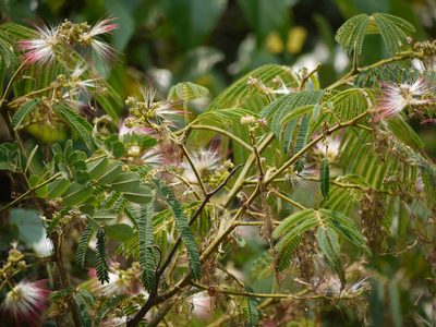 Albizia chinensis, photographed by Dinesh Valke