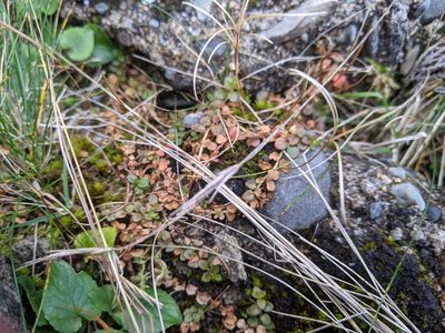 Epilobium brunnescens, photographed by euanmck
